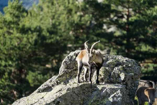 İber dağ keçisi, İspanyol dağ keçisi, İber vahşi keçisi (Capra pyrenaica)