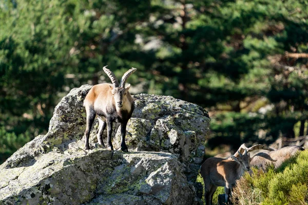 Iberische Steenbok Spaanse Steenbok Spaanse Wilde Geit Iberische Wilde Geit — Stockfoto