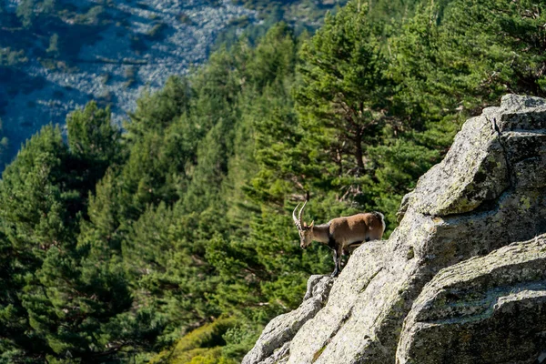 İber dağ keçisi, İspanyol dağ keçisi, İber vahşi keçisi (Capra pyrenaica)