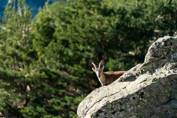 İber dağ keçisi, İspanyol dağ keçisi, İber vahşi keçisi (Capra pyrenaica)