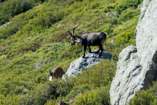 Ber Dağ Keçisi Spanyol Dağ Keçisi Ber Vahşi Keçisi Capra — Stok fotoğraf