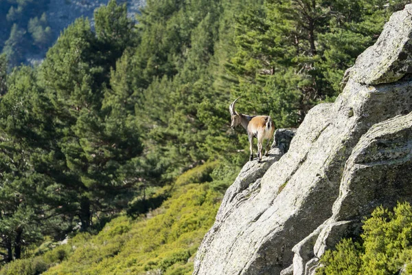 İber dağ keçisi, İspanyol dağ keçisi, İber vahşi keçisi (Capra pyrenaica)