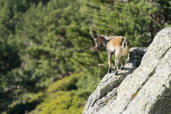İber dağ keçisi, İspanyol dağ keçisi, İber vahşi keçisi (Capra pyrenaica)