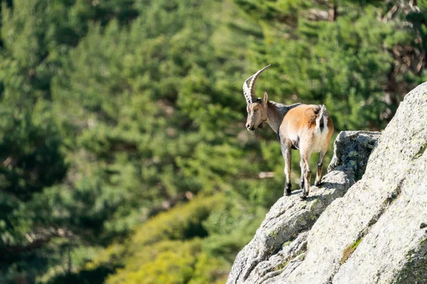 Iberische Steenbok Spaanse Steenbok Spaanse Wilde Geit Iberische Wilde Geit — Stockfoto