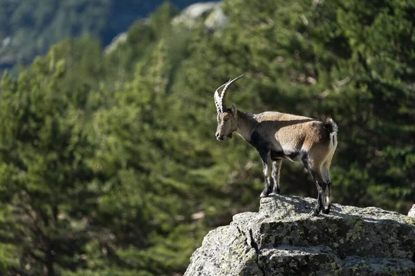 İber dağ keçisi, İspanyol dağ keçisi, İber vahşi keçisi (Capra pyrenaica)