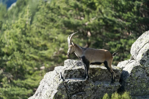 İber dağ keçisi, İspanyol dağ keçisi, İber vahşi keçisi (Capra pyrenaica)