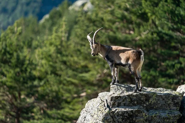 Ibex Ibérico Ibex Espanhol Cabra Selvagem Espanhola Cabra Selvagem Ibérica — Fotografia de Stock