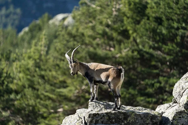 Ibex Ibérico Ibex Espanhol Cabra Selvagem Espanhola Cabra Selvagem Ibérica — Fotografia de Stock