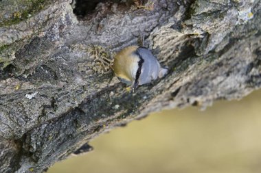 Avrasya tımarhanesi (Sitta europaea))