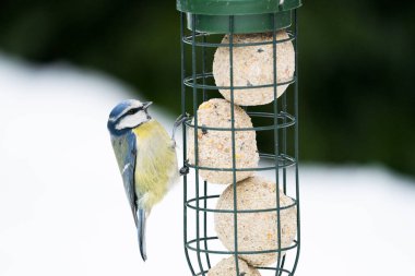 Eurasian blue tit (Cyanistes caeruleus), Madrid, Spain.