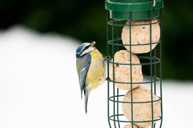 Eurasian blue tit (Cyanistes caeruleus), Madrid, Spain.