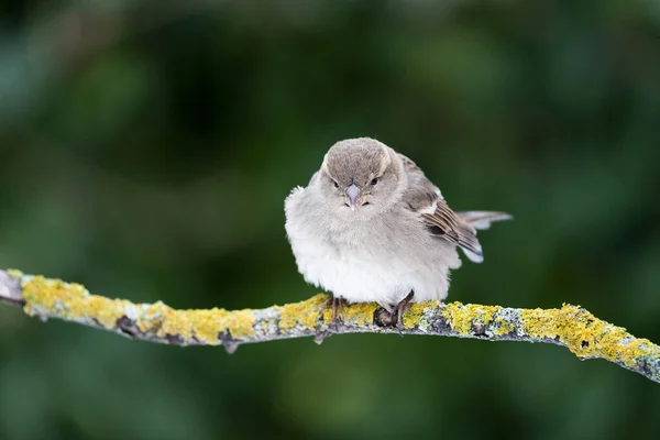 Dom Wróbla Passer Domesticus Madryt Hiszpania — Zdjęcie stockowe