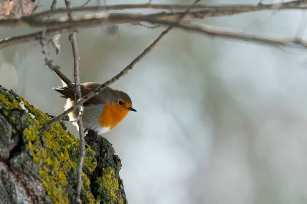 European Robin Erithacus Rubecula Madrid España — Foto de Stock