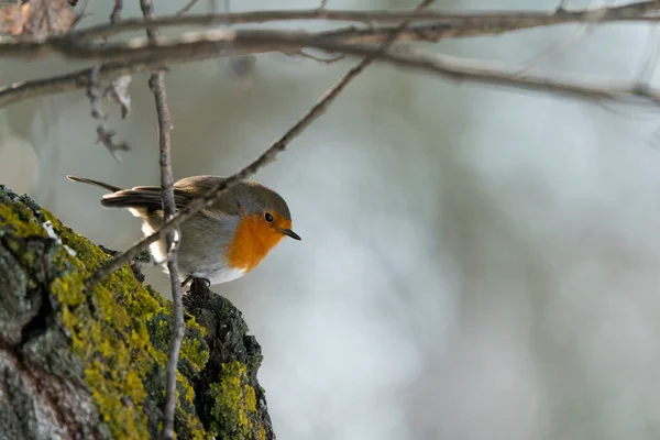 European Robin Erithacus Rubecula Madrid España — Foto de Stock