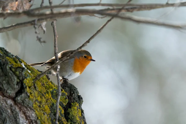 European Robin Erithacus Rubecula Madrid Espanha — Fotografia de Stock