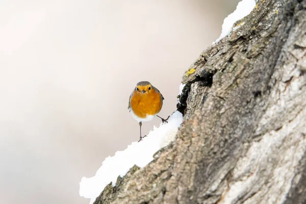 European Robin Erithacus Rubecula Madrid Spain — 图库照片