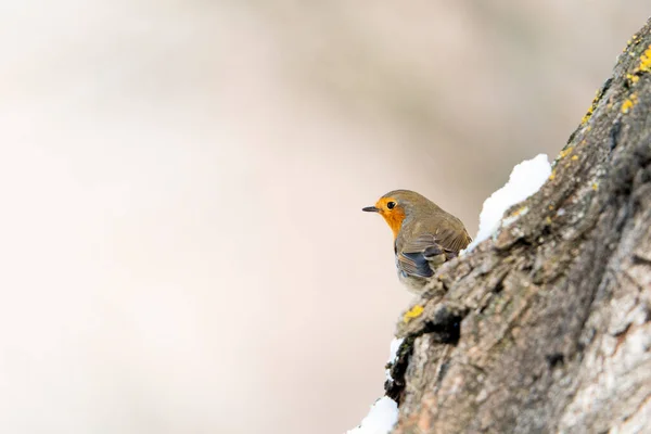 European Robin Erithacus Rubecula Madrid Spain — 图库照片