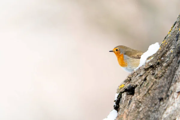 European Robin Erithacus Rubecula Madrid Espanha — Fotografia de Stock