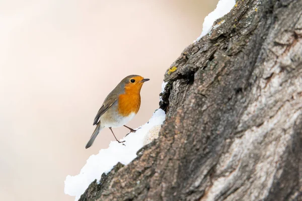 European Robin Erithacus Rubecula Madrid Spain — 图库照片