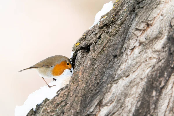 European Robin Erithacus Rubecula Madrid Espanha — Fotografia de Stock