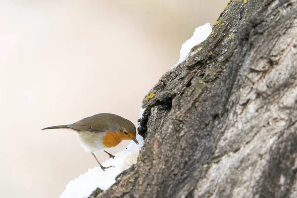 European Robin Erithacus Rubecula Madrid Spain — 图库照片