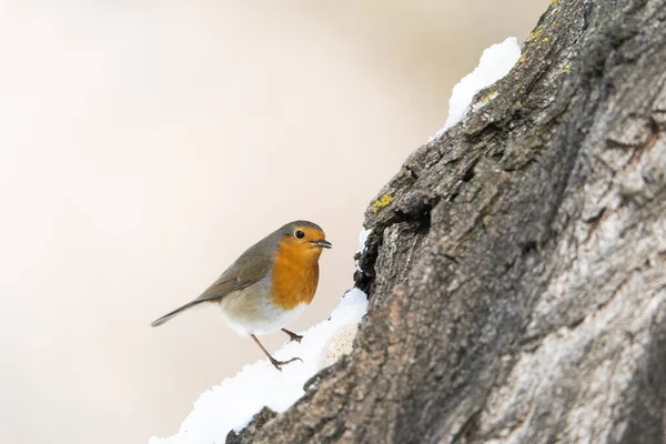 European Robin Erithacus Rubecula Madrid Espanha — Fotografia de Stock