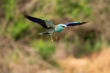 Avrupa silindiri (Coracias garrulus), Castilla la la Mancha, İspanya.