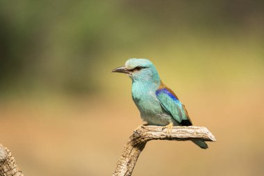 Avrupa silindiri (Coracias garrulus), Castilla la la Mancha, İspanya.