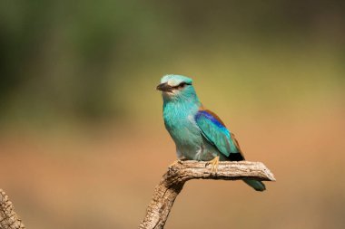 Avrupa silindiri (Coracias garrulus), Castilla la la Mancha, İspanya.