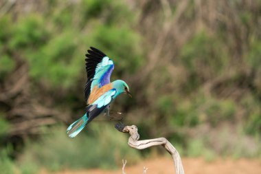 Avrupa silindiri (Coracias garrulus), Castilla la la Mancha, İspanya.