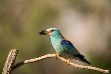 Avrupa silindiri (Coracias garrulus), Castilla la la Mancha, İspanya.