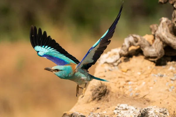 Európai Görgő Coracias Garrulus Castilla Mancha Spanyolország — Stock Fotó