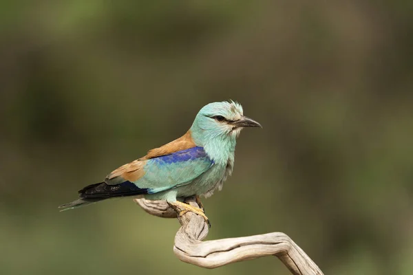 Rouleau Européen Coracias Garrulus Castilla Mancha Espagne — Photo