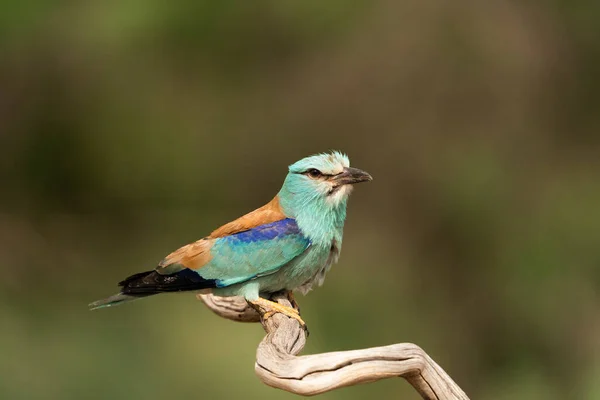 Rouleau Européen Coracias Garrulus Castilla Mancha Espagne — Photo