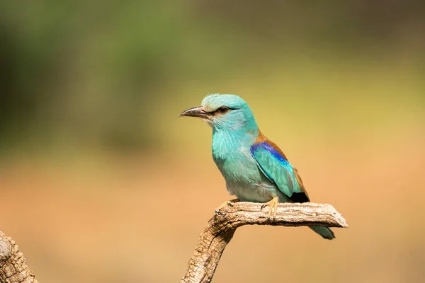 Walec Europejski Coracias Garrulus Castilla Mancha Hiszpania — Zdjęcie stockowe