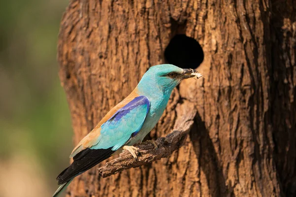 Walec Europejski Coracias Garrulus Castilla Mancha Hiszpania — Zdjęcie stockowe