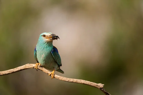 Rodillo Europeo Coracias Garrulus Castilla Mancha España — Foto de Stock