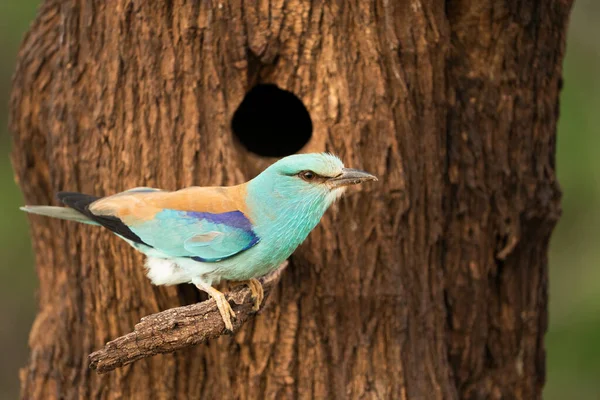 Europese Roller Coracias Garrulus Castilla Mancha Spanje — Stockfoto