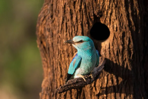 Rouleau Européen Coracias Garrulus Castilla Mancha Espagne — Photo