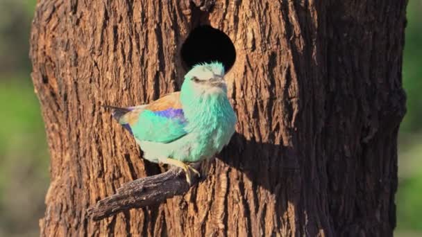 European Roller Coracias Garulus Castilla Mancha Spain — 비디오