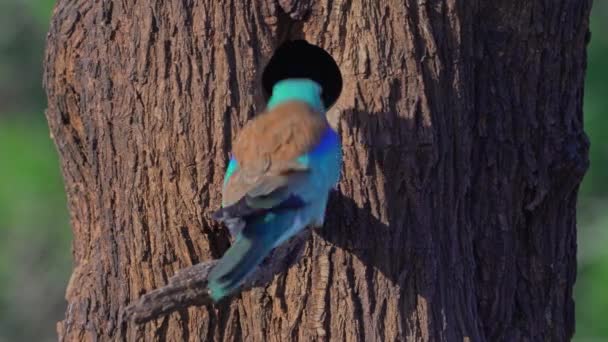 European Roller Coracias Garrulus Castilla Mancha Spain — Stock Video