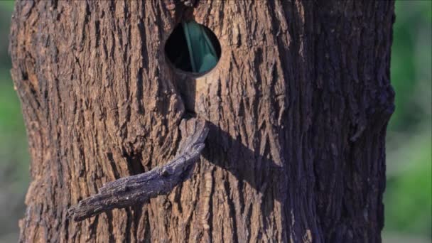 European Roller Coracias Garrulus Castilla Mancha Spain — Stock Video