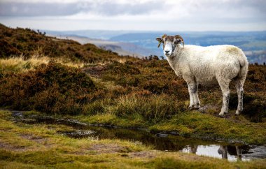 Peak District 'teki koyunların manzarası, İngiltere' nin Pensilvanya 'nın güney ucundaki bir dağlık bölge.
