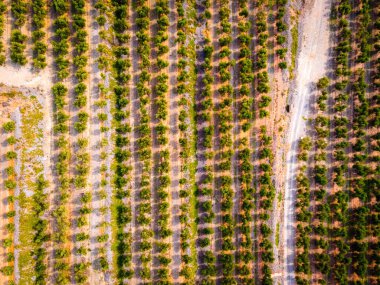 İspanya 'daki Mare de Du de la Roca de Mont-roig' deki badem tarlalarının havadan görünüşü kayalık tırmanış alanları, panoramik manzaralar ve tarihi bir kilise ile engin tepe tırmanış rotası..