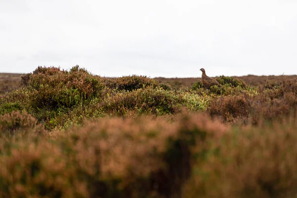 Άποψη Του Κόκκινου Αγριόγαλου Στο Stanage Edge Στην Περιοχή Peak — Φωτογραφία Αρχείου