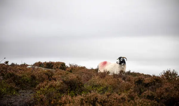 Blick Auf Schafe Peak District Einem Hochland England Südlichen Ende — Stockfoto