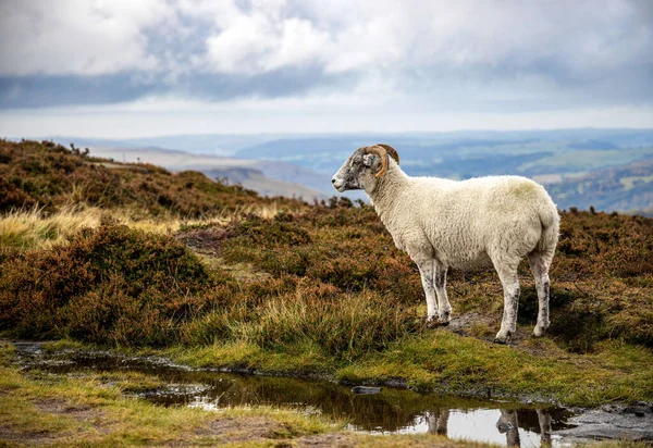 Widok Owce Peak District Obszar Wyżynny Anglii Południowym Końcu Pennines — Zdjęcie stockowe