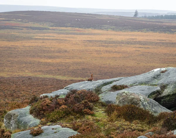 View Red Grouse Stanage Edge Peak District Upland Area England — Stock Photo, Image