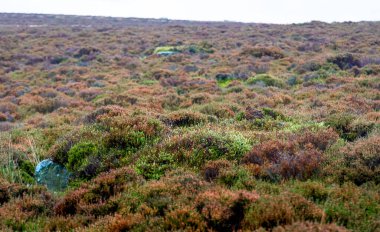 Peak bölgesindeki Stanage Edge 'deki kızıl orman tavuğu manzarası İngiltere' nin Pennines, İngiltere 'nin güney ucunda yer alan bir dağlık bölge.