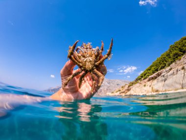 Adriyatik denizinin Örümcek Yengeci